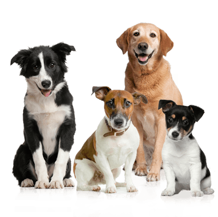 Community Vaccination Day
